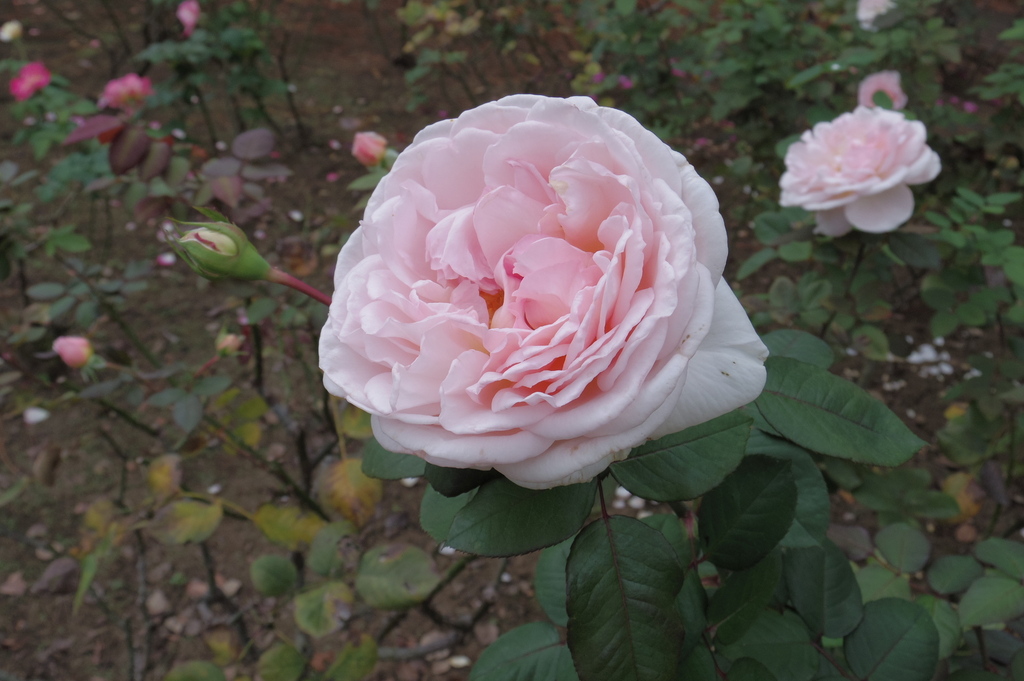IMGP1287.JPG