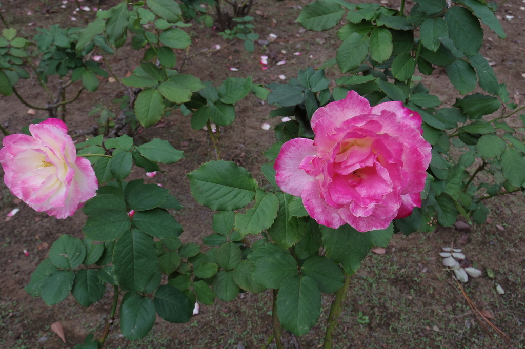 IMGP1288.JPG
