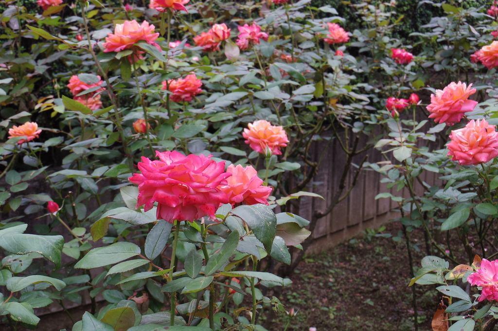 IMGP1289.JPG