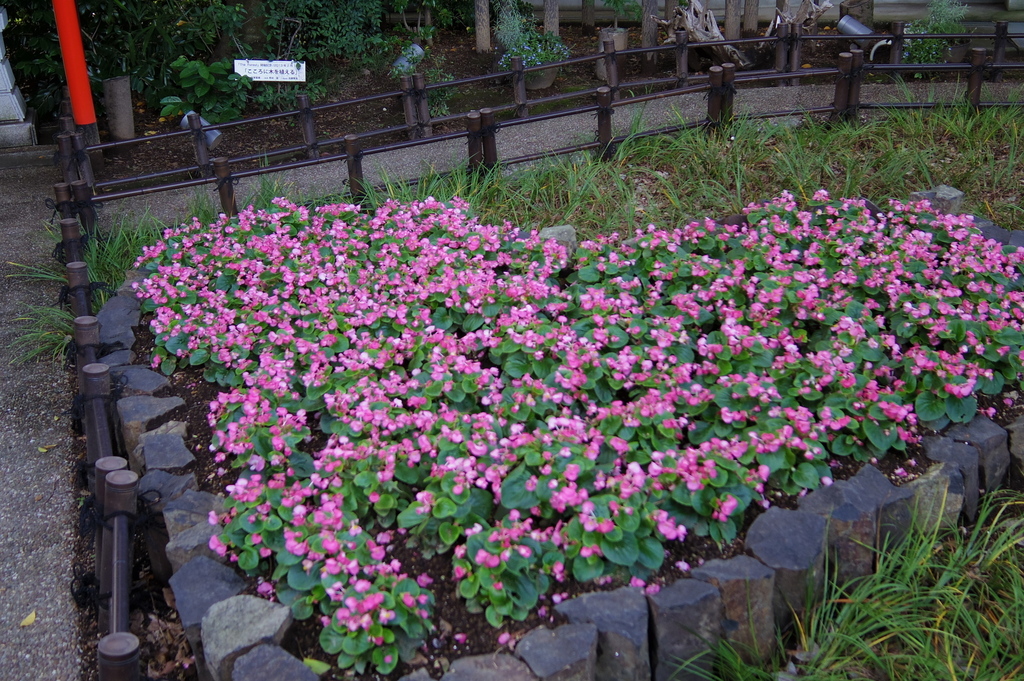 IMGP1591.JPG
