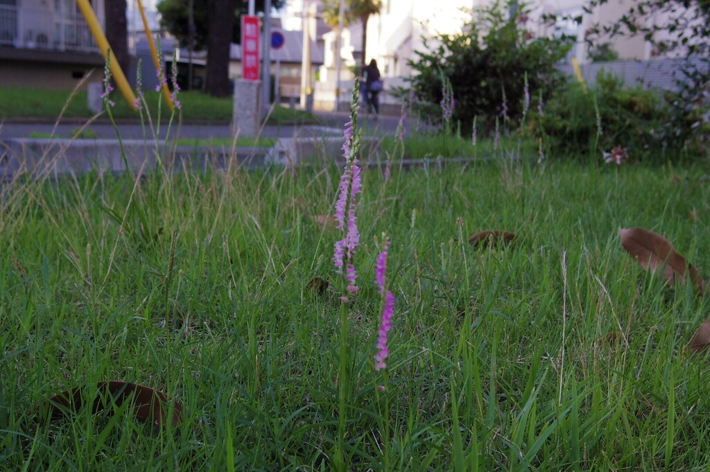 IMGP1599.JPG